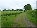 Footpath to Binnal Lane