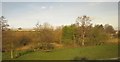 Trees by the Rother, Tupton