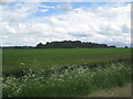 View towards woodland near Court Leys