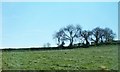 Pasture land on a drumlin south of the Castleward Road