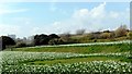 White narcissi, East Brighton Park