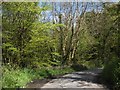 Stream bridge in woodland at West Coombe