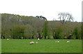 Pasture and woodland near Newbridge, Powys