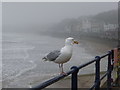 TA1280 : Filey: a seagull in gloomy weather by Chris Downer