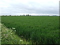 Farmland near Spridlington