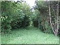 Track through Folly Wood