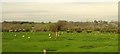 Sheep near Nortonside Farm