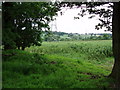 Pylons and farmland off Coopers Lane