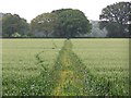 SU3627 : Path through crops by David Martin