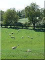 Sheep and pasture south of Barsby