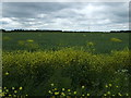 Crop field, Caenby Hill