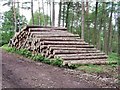 Timber stack in Threap Wood