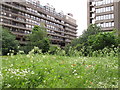 Fann Street Wildlife Garden