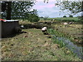 SU2285 : Sheep grazing at Hinton Marsh Farm by Vieve Forward