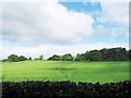 NY8565 : Field south west of West Brokenheugh by Alex McGregor