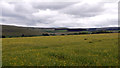 Hayfield, East Allendale