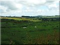 Sheep, thistles and gorse