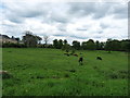 Maybole Farmland