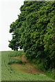 Southern Edge of Borthwood Copse, Isle of Wight