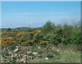 Scrubland west of the Carrowdore Road