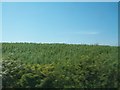 Willows grown for Biomass Energy near Greyabbey