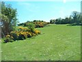 Pasture with gorse bushes on the south side of Strangford Road