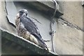 Peregrine Falcons in Sheffield