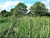 SU1586 : Pickard's Small Field, Gorse Hill, Swindon (4) by Brian Robert Marshall
