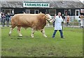 SO7842 : Three Counties Show - bull on parade by Bob Embleton