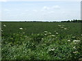 TL1669 : Farmland near Grafham by JThomas