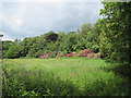 Rhododendron  at  Sutton  Hall