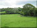 Sheep  grazing  below  Cinque  Cliff  Wood