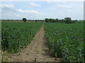 Footpath to Green End