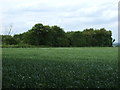 Farmland near Buscott