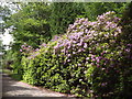 Rhododendron Hedge