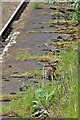 Wild rabbit, Bootle Oriel Road Railway Station