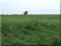 Crop field near Denford