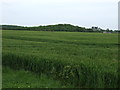 Farmland near Denford North Lodge