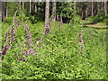 Foxgloves and Bracken