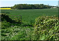 Farmland and trees near Giffard Lodge