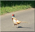 SK7113 : Strutting pheasant by Mat Fascione