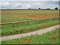 Field of poppies