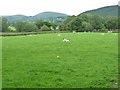 NY4623 : Sheep grazing near Hodgson Hill, Ullswater by Christine Johnstone