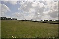 Sedgemoor : Grassy Field