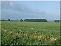 Farmland, Foxholes Farm