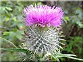 Flower of Scotland