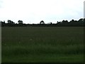 TL1878 : Farmland, Alconbury Hill by JThomas