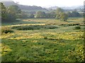 Meadow near Rushford Barton