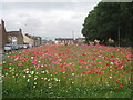 Wild flower meadow, West Street