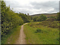 SJ9898 : Path Through Walker Wood, Stalybridge Country Park by David Dixon